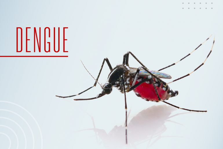dengue 2024